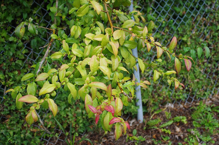 Canada, langley, crescita, pianta, colore verde, cibo e bevande, parte vegetale, cibo, foglia, natura, bellezza nella natura, freschezza, giorno, nessuno, terra, avvicinamento, campo, frutta, mangiare sano, agricoltura, all'aperto, fiore, maturo, 4K