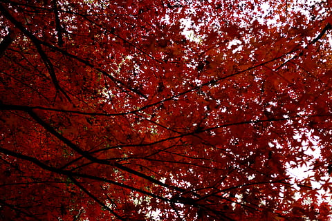 maple, vermell, full, naturalesa, arbre, paisatge, Xina, fujifilm, x100t, ome3, branca, planta, vista d’angle baix, tardor, bellesa a la natura, creixement, cap gent, canvi, part de la planta, marc complet, a l'aire lliure, dia, copa de l'arbre, color taronja, fons, tranquil·litat, fulla d'auró, flor de cirerer, condició natural, 4K, CC0, domini públic, lliure de regalies