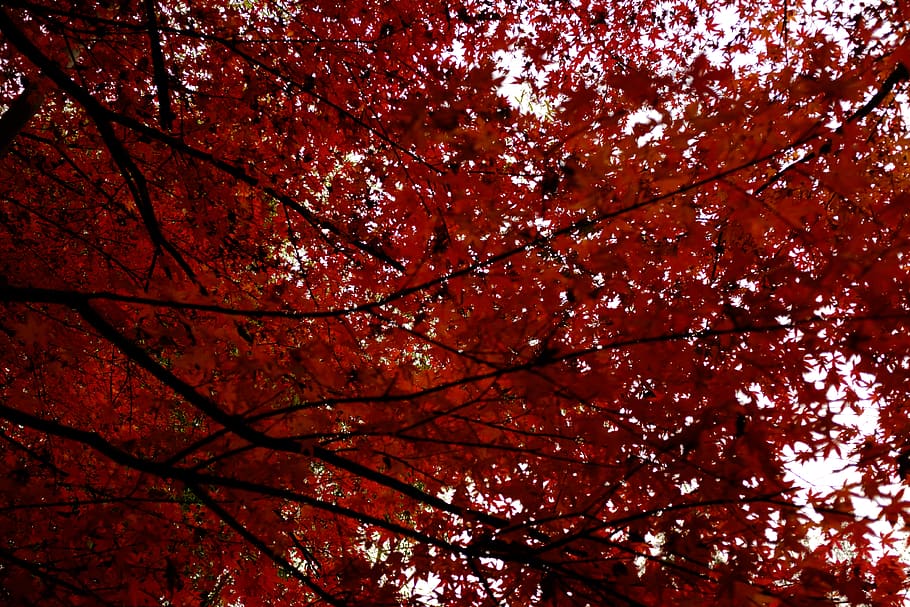 maple, vermell, full, naturalesa, arbre, paisatge, Xina, fujifilm, x100t, ome3, branca, planta, vista d’angle baix, tardor, bellesa a la natura, creixement, cap gent, canvi, part de la planta, marc complet, a l'aire lliure, dia, copa de l'arbre, color taronja, fons, tranquil·litat, fulla d'auró, flor de cirerer, condició natural, 4K