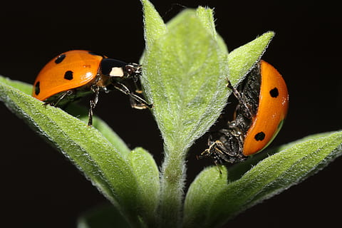 marieta, full, escarabat, insecte, punts, vermell, macro, primer pla, sort, amulet de la sort, temes d'animals, fauna animal, invertebrat, animal, animals a la natura, un animal, part de la planta, color taronja, naturalesa, color verd, cap gent, planta, a l'aire lliure, fons negre, papallona - insecte, 5K, CC0, domini públic, lliure de regalies