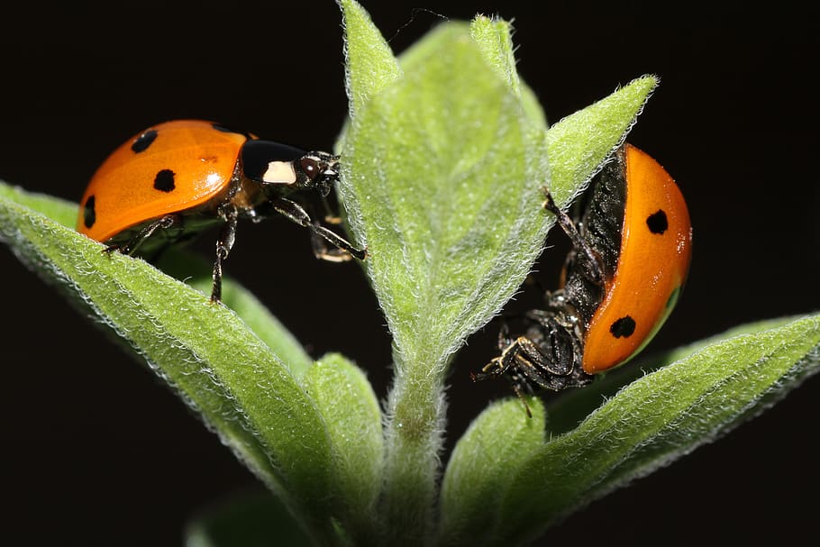marieta, full, escarabat, insecte, punts, vermell, macro, primer pla, sort, amulet de la sort, temes d'animals, fauna animal, invertebrat, animal, animals a la natura, un animal, part de la planta, color taronja, naturalesa, color verd, cap gent, planta, a l'aire lliure, fons negre, papallona - insecte, 5K