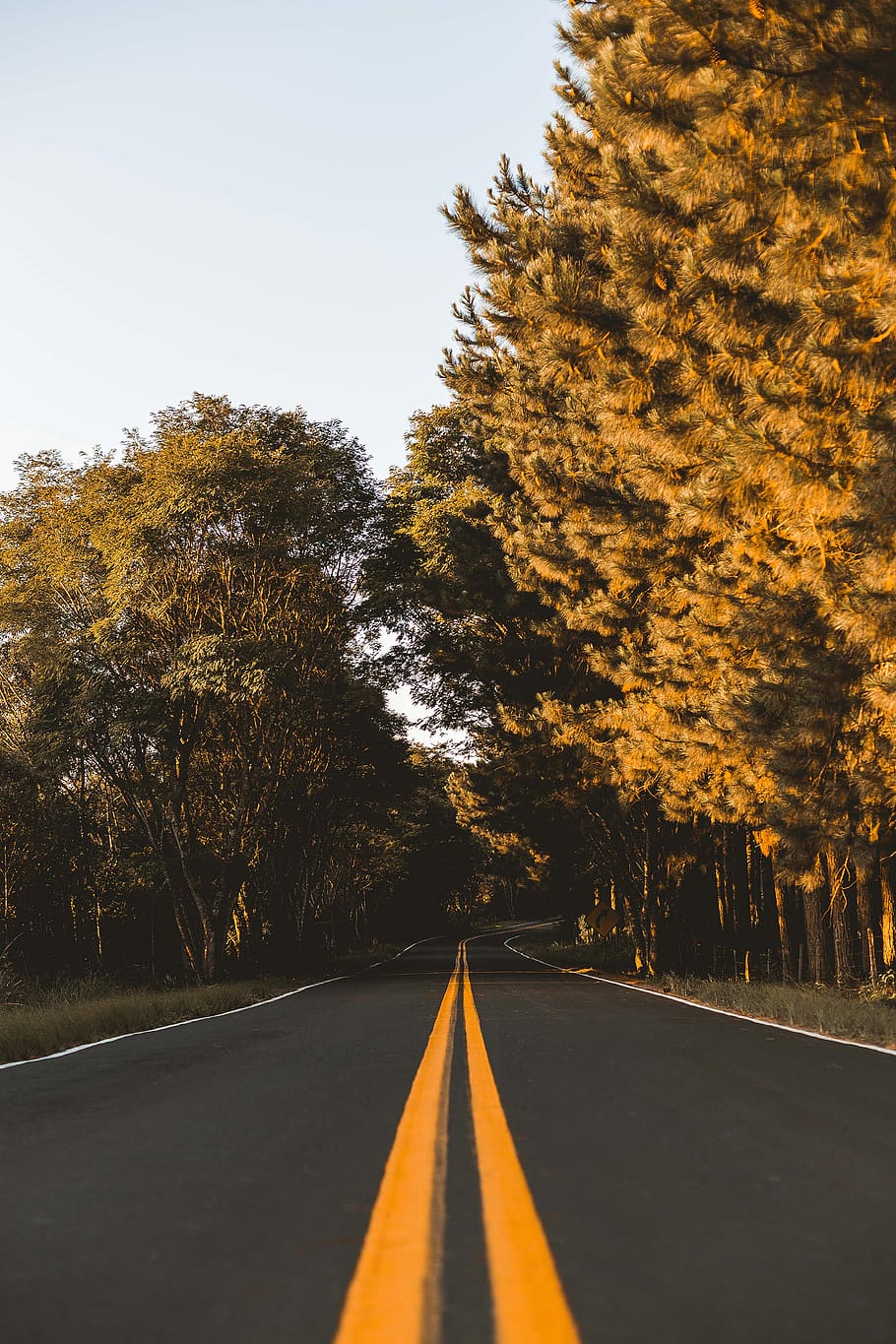 leeren, Straße, Bäume, Asphalt, Tageslicht, Wald, Perspektive, Baum, Pflanze, Transport, Richtung, der Weg nach vorn, die Straßenmarkierung, Markierung, Zeichen, Symbol, Himmel, Natur, doppelte gelbe Linie, abnehmende Perspektive, keine Leute, leere Straße, Herbst, Wachstum, Schönheit in der Natur, orange Farbe, Veränderung, Trennlinie, draußen, Oberflächenniveau, lange, von Bäumen gesäumt, 2K