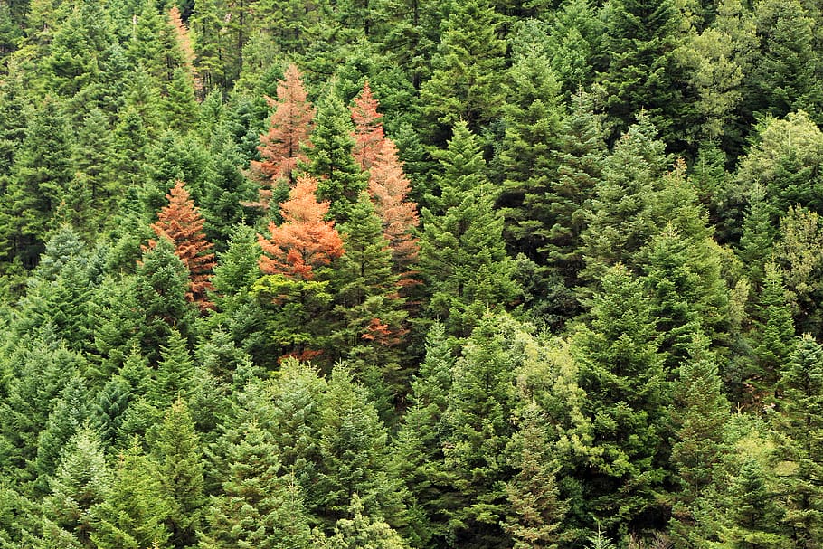 arbre, planta, pi, abies, avet, conífera, Grècia, karpenision, verd, bosc, tardor, pinetree, picea, làrix, ornament, arbre de Nadal, naturalesa, a l'aire lliure, terra, roba, creixement, color verd, bellesa a la natura, tranquil·litat, dia, cap gent, escena tranquil·la, escenics - natura, arbre de fulla perenne, fullatge, exuberant fullatge, vista d’angle alt, escena no urbana, arbre de coníferes, 5K