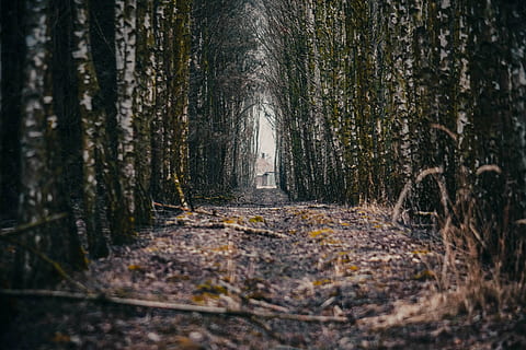 albero, foresta, ramo, natura, distanziatore, l'ambiente, pace della mente, stagione, vello, paesaggio, rami, umore, legna, figura, scenario, rilassamento, modo, corsia, il sentiero, pista, climaticamente, transizione, terra, pianta, bosco, tronco, tronco d'albero, direzione, la strada davanti, la tranquillità, giorno, nessuno, all'aperto, scena tranquilla, crescita, messa a fuoco selettiva, bellezza nella natura, scena non urbana, prospettiva decrescente, treelined, 5K, CC0, dominio pubblico, privo di copyright