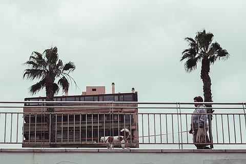 palmera verda, Palmera, planta, arecaceae, arbre, persona, humà, espanya, Las palmas de gran canaria, barana, estiu, vehicle, transport, avió de línia, avions, avió, abies, avet, tropical, clima tropical, cel, arquitectura, estructura construïda, naturalesa, exterior de l'edifici, dia, persones reals, homes, a l'aire lliure, grup de persones, edifici, creixement, gent, palmera de coco, estils de vida, arbre tropical, 4K, CC0, domini públic, lliure de regalies