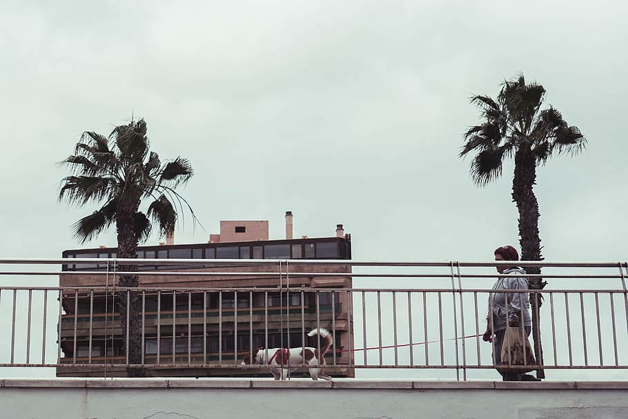 palmera verda, Palmera, planta, arecaceae, arbre, persona, humà, espanya, Las palmas de gran canaria, barana, estiu, vehicle, transport, avió de línia, avions, avió, abies, avet, tropical, clima tropical, cel, arquitectura, estructura construïda, naturalesa, exterior de l'edifici, dia, persones reals, homes, a l'aire lliure, grup de persones, edifici, creixement, gent, palmera de coco, estils de vida, arbre tropical, 4K