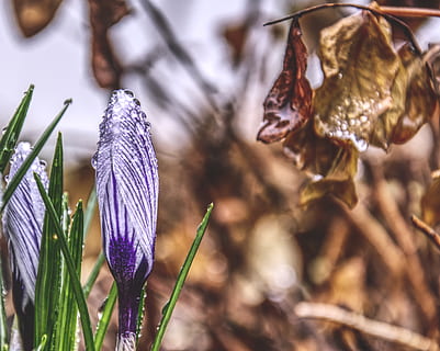 crocus, hdr, spring, winter, snow, cold, rain, water, leaf, leaves, drops, raindrops, plant, growth, beauty in nature, flowering plant, purple, close-up, flower, nature, vulnerability, fragility, focus on foreground, freshness, no people, petal, day, iris, land, selective focus, flower head, outdoors, 4K, CC0, public domain, royalty free