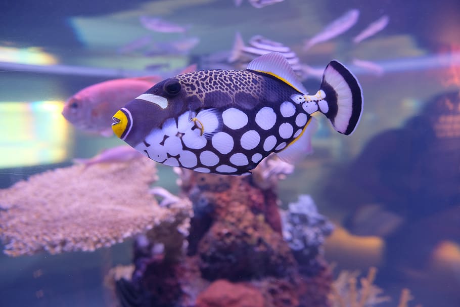 bianca, blu, giallo, pesce, temi animali, fauna selvatica, animale, animali allo stato selvatico, vita marina, mare, marino, un animale, vertebrato, acqua, subacqueo, nuoto, sottomarino, nessuno, avvicinamento, natura, macchiato, concentrarsi sulle conoscenze acquisite, viola, 5K