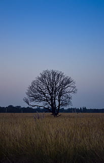 holý, strom, během dne, rostlina, Příroda, venku, kmen stromu, pole, pastviny, savana, dub, krajina, astronomie, vesmír, noc, úplněk, prostor, měsíc, scenérie, klen, přeprava, nebe, přistát, holý strom, klid, scenics - příroda, klidné scény, životní prostředí, tráva, krása v přírodě, mimoměstské scény, nikdo, modrý, čisté nebe, dálkový, zemědělství, 5K, CC0, veřejná doména, bez autorských práv