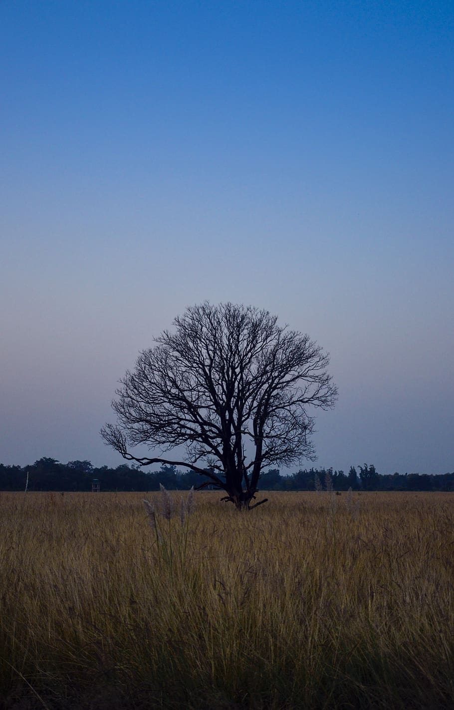 holý, strom, během dne, rostlina, Příroda, venku, kmen stromu, pole, pastviny, savana, dub, krajina, astronomie, vesmír, noc, úplněk, prostor, měsíc, scenérie, klen, přeprava, nebe, přistát, holý strom, klid, scenics - příroda, klidné scény, životní prostředí, tráva, krása v přírodě, mimoměstské scény, nikdo, modrý, čisté nebe, dálkový, zemědělství, 5K