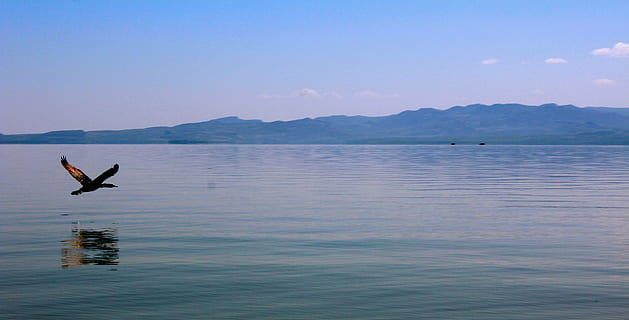 lago baringo, acqua, montagna, cielo, animale, natura, temi animali, mare, bellezza nella natura, scenics - natura, scena tranquilla, la tranquillità, fauna selvatica, vertebrato, animali allo stato selvatico, silhouette, blu, riflessione, giorno, mezz'aria, all'aperto, 5K, CC0, dominio pubblico, privo di copyright