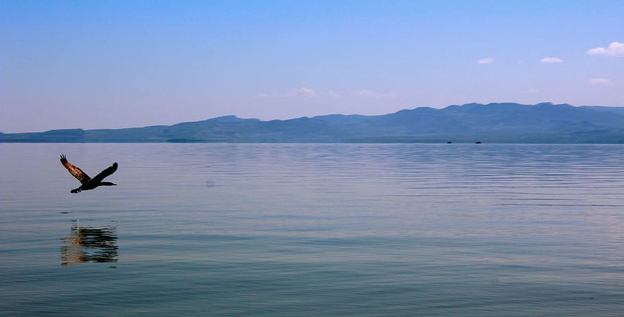 llac baringo, aigua, muntanya, cel, animal, naturalesa, temes d'animals, mar, bellesa a la natura, escenics - natura, escena tranquil·la, tranquil·litat, fauna animal, vertebrats, animals a la natura, silueta, blau, reflexió, dia, a l'aire, a l'aire lliure, 5K