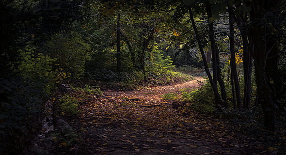 full, caure, tardor, Camí, bosc, arbres, planta, naturalesa, fosc, arbre, terra, tranquil·litat, sendera, direcció, creixement, bellesa a la natura, el camí a seguir, cap gent, escena no urbana, escena tranquil·la, escenics - natura, brutícia, dia, tronc de l'arbre, tronc, a l'aire lliure, ruta, 1080P, CC0, domini públic, lliure de regalies