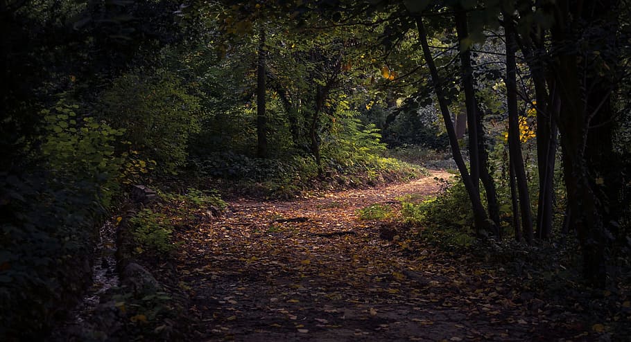 full, caure, tardor, Camí, bosc, arbres, planta, naturalesa, fosc, arbre, terra, tranquil·litat, sendera, direcció, creixement, bellesa a la natura, el camí a seguir, cap gent, escena no urbana, escena tranquil·la, escenics - natura, brutícia, dia, tronc de l'arbre, tronc, a l'aire lliure, ruta, 1080P