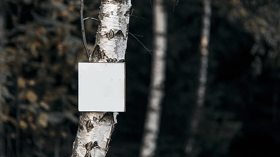 forest, whiteboard, board, write, sign, walk, tourist, trunk, tree, tree trunk, plant, no people, wood - material, nature, focus on foreground, hanging, day, outdoors, close-up, land, white color, copy space, selective focus, blank, paper, textured, 5K, CC0, public domain, royalty free