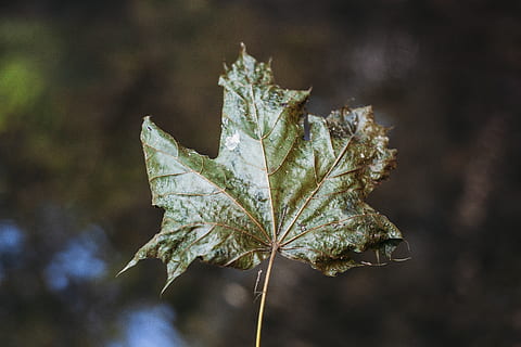 grünes Blatt, Blatt, Pflanze, Baum, Ahorn, Ahornblatt, Tier, wirbellos, Insekt, Wald, Nahansicht, hell, natürlich, verwelkt, verlassen, bunt, Grün, Venen, Gemüse, Samen, produzieren, Pflanzenteil, Fokus auf den Vordergrund, Natur, keine Leute, Tag, Herbst, Schönheit in der Natur, Wachstum, draußen, Blattvene, trocken, Zerbrechlichkeit, Verletzlichkeit, Sonnenlicht, Blätter, selektiver Fokus, Veränderung, natürlicher Zustand, 5K, CC0, gemeinfrei, lizenzfrei