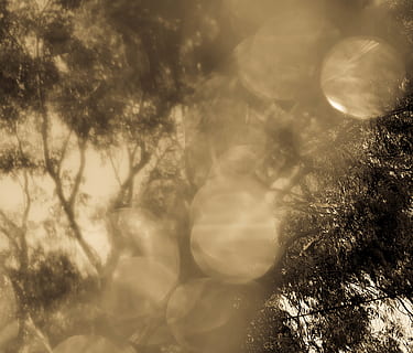 alberi, luce, gioco creativo, albero, pianta, natura, nessuno, giorno, la tranquillità, crescita, luce del sole, all'aperto, riflesso lente, bellezza nella natura, concentrarsi sulle conoscenze acquisite, avvicinamento, messa a fuoco selettiva, defocused, cielo, sfondi, cerchio, scena tranquilla, filtro di post produzione automatico, 4K, CC0, dominio pubblico, privo di copyright