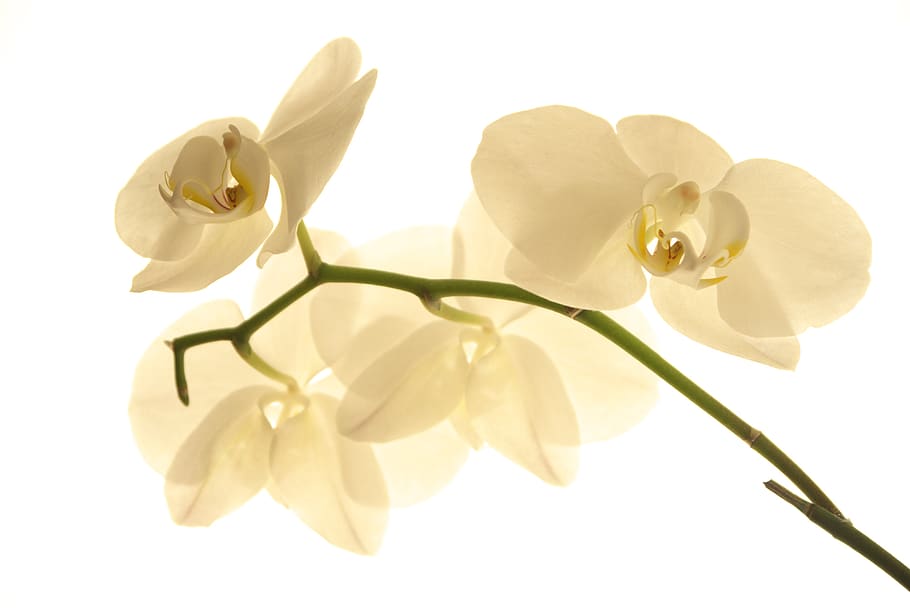 flor, naturalesa, pètal, tropical, planta, orquídies, botànica, floracions tropicals, florir, flora, crema, tecla alta, il·luminació, llum, bonic, planta amb flors, bellesa a la natura, inflorescència, fons blanc, cap de flor, tir de l'estudi, frescor, primer pla, vulnerabilitat, tallar, fragilitat, cap gent, Color blanc, a l'interior, lluminós, 4K