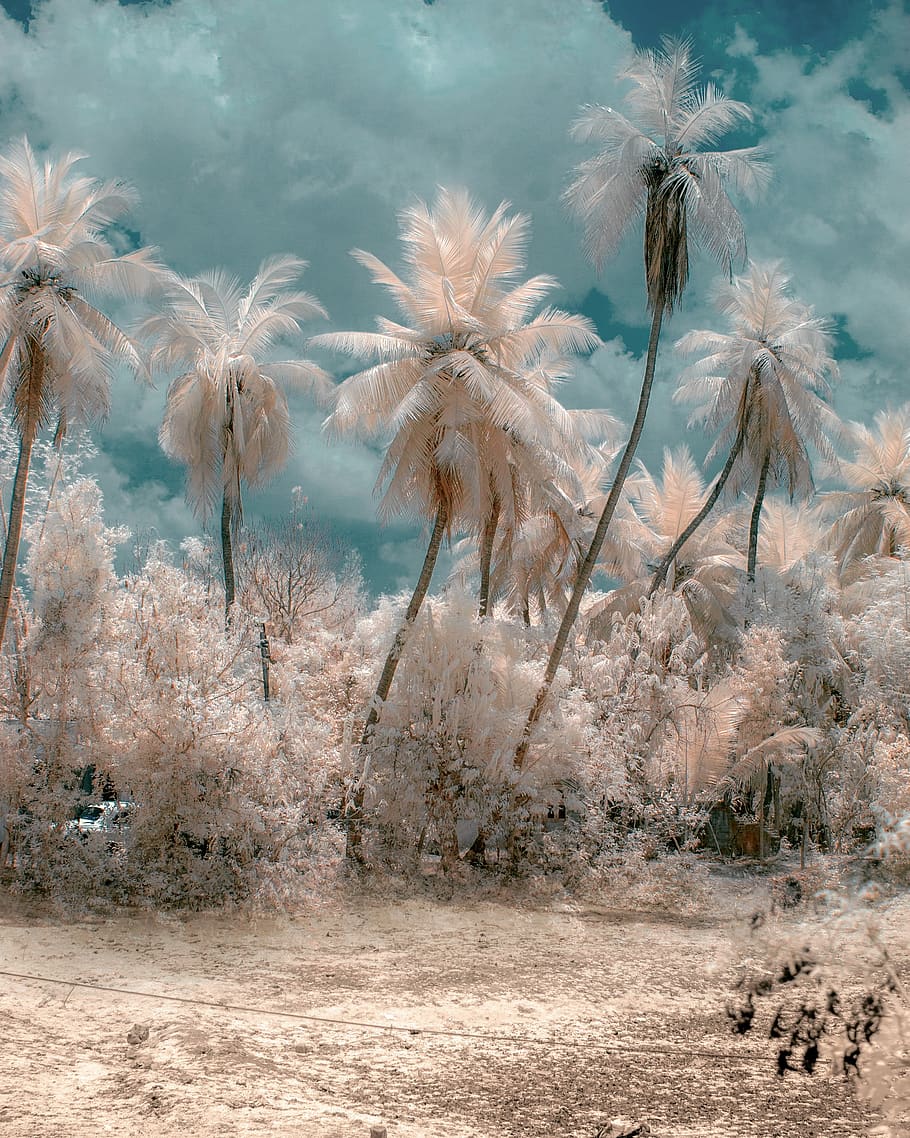 tropical, des arbres, nuageux, ciel, plante, la nature, personne, croissance, terre, beauté dans la nature, journée, désert, arbre, environnement, en plein air, paysage, palmier, sec, tranquillité, champ, le sable, climat aride, climat, paysages - nature, semi-aride, 2K