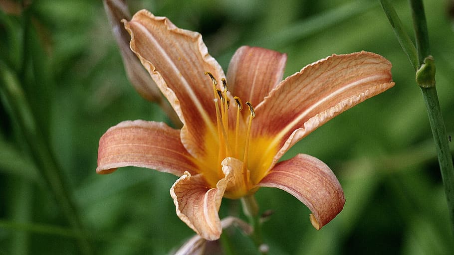 blomster, iris, forår, natur, prærie, sommer, farve, lys, have, pistil, blomstrende plante, blomst, plante, kronblad, blomsterhoved, sårbarhed, skrøbelighed, friskhed, lilje, tæt på, skønhed i naturen, blomsterstand, dag lilje, vækst, pollen, botanik, støvdrager, fokus på forgrunden, ingen mennesker, udendørs, iris - plante, prydhave, 2K