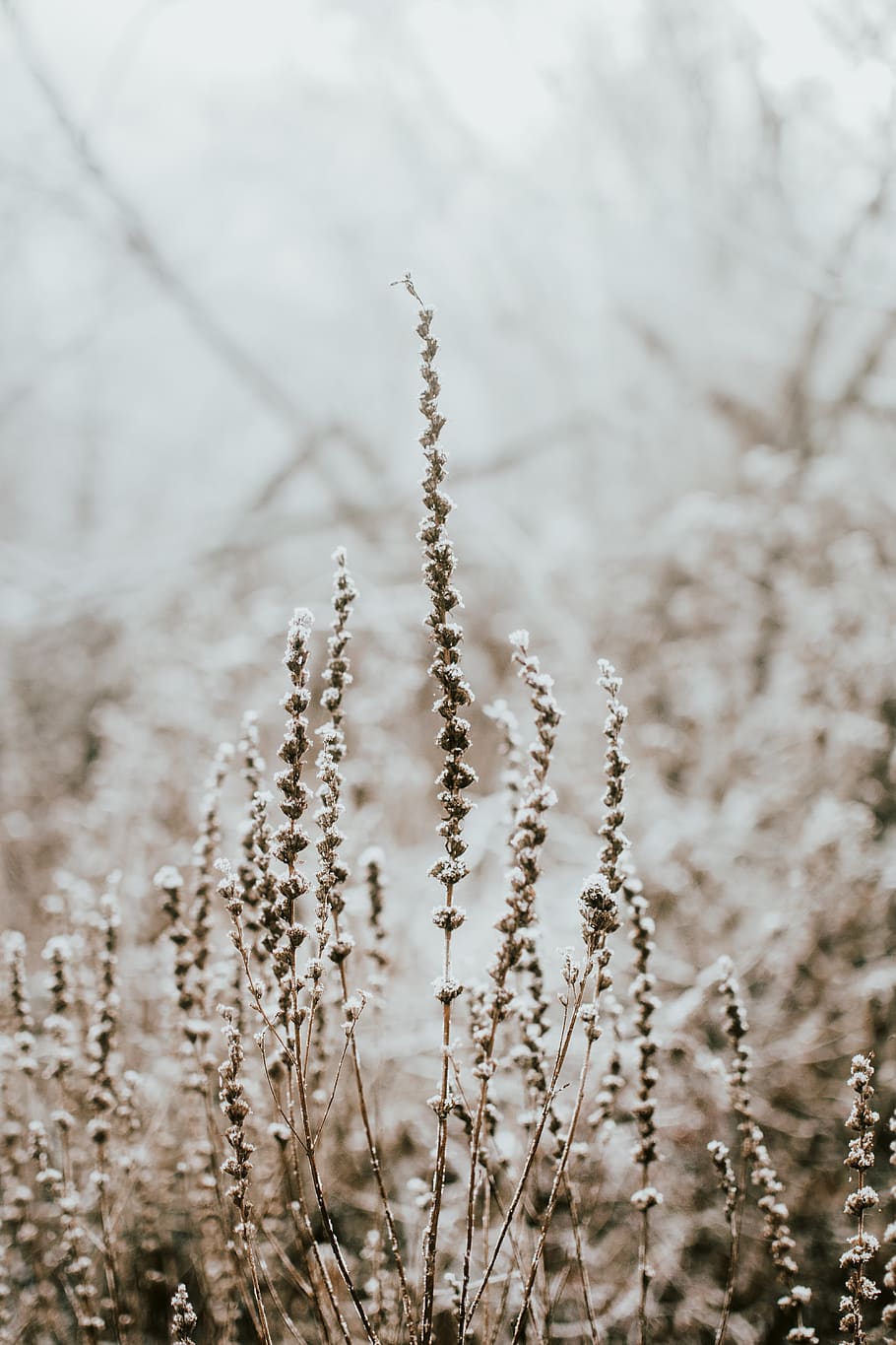 plantes marrons, naturalesa, herba, planta, a l'aire lliure, gel, neu, vegetació, gelades, vegetals, produir, gra, menjar, terra, hivern, camp, lli, flor, bosc, centrar-se en primer pla, creixement, tranquil·litat, cap gent, primer pla, dia, enfocament selectiu, temperatura de fred, agricultura, cultiu, bellesa a la natura, medi ambient, planta de cereals, 5K