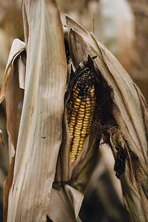 Mais, schälen, Cob, Ernte, Gemüse, Bauernhof, frisch, Maislabyrinth, Landwirtschaft, Nahansicht, keine Leute, Tiere in freier Wildbahn, Essen und Trinken, Tierwelt, Lebensmittel, Tag, Tier, Fokus auf den Vordergrund, Tierthemen, Maiskolben, Natur, draußen, gesundes Essen, selektiver Fokus, ein Tier, wirbellos, Insekt, 5K, CC0, gemeinfrei, lizenzfrei