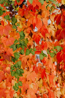 colorful, vines, leaves, park, plant part, leaf, plant, autumn, growth, orange color, beauty in nature, nature, no people, day, full frame, change, close-up, backgrounds, freshness, tree, outdoors, food, branch, red, maple leaf, natural condition, 5K, CC0, public domain, royalty free