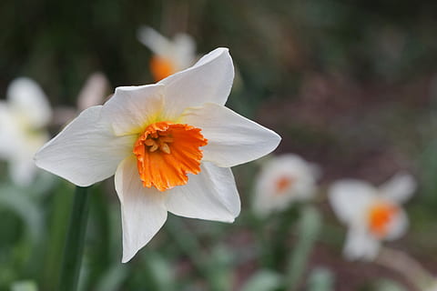 zarnacadea, primăvară, floare, Paști, planta cu flori, fragilitate, vulnerabilitate, petală, plantă, prospeţime, frumusețe în natură, cap de floare, inflorescenţă, creştere, a închide, să se concentreze asupra primelor elemente, polen, natură, culoare portocalie, nici o persoana, culoare alba, zi, în aer liber, 2K, CC0, domeniu public, fără drepturi de autor