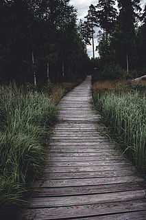 sentiero tra l'erba, ponte, costruzione, passerella, Germania, Turingia, grigio, sentiero, erba, flora, pianta, direzione, la strada davanti, albero, la tranquillità, crescita, natura, nessuno, terra, bellezza nella natura, scena tranquilla, prospettiva decrescente, legno - materiale, vuoto, all'aperto, colore verde, giorno, lungo, legna, 5K, CC0, dominio pubblico, privo di copyright