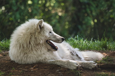 llop, àrtic, blanc, depredador, estirat, animal, salvatge, bosc, un animal, temes d'animals, mamífer, caní, gos, nacional, mascotes, vertebrats, animals domèstics, terra, centrar-se en primer pla, naturalesa, relaxació, boca oberta, dia, boca, cap gent, mirant, planta, a l'aire lliure, cap d’animals, 5K, CC0, domini públic, lliure de regalies
