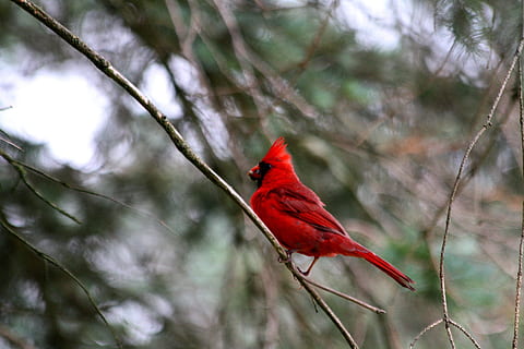kardinal, fugl, rød, dyre temaer, hvirveldyr, dyr, træ, dyr i naturen, perching, kardinal - fugl, dyreliv, afdeling, plante, et dyr, natur, skønhed i naturen, ingen mennesker, fokus på forgrunden, mandlige dyr, udendørs, dag, tropisk regnskov, 4K, CC0, offentligt domæne, royaltyfrie
