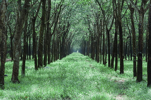via de l'herba, mig, arbres, branques, la llum del dia, medi ambient, bosc, herba, orientació, idíl·lic, paisatge, naturalesa, parc, plantes, escènic, temporada, tranquil, troncs, boscos, arbre, planta, terra, tranquil·litat, bellesa a la natura, tronc, tronc de l'arbre, creixement, escena tranquil·la, dia, treelined, cap gent, escenics - natura, escena no urbana, sendera, color verd, perspectiva decreixent, a l'aire lliure, bambú - planta, copa de l'arbre, 4K, CC0, domini públic, lliure de regalies