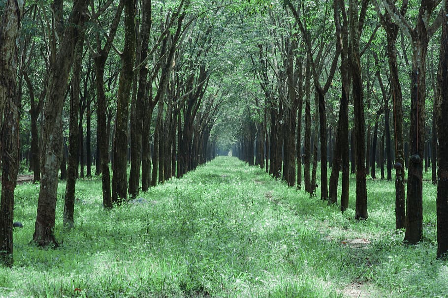 via de l'herba, mig, arbres, branques, la llum del dia, medi ambient, bosc, herba, orientació, idíl·lic, paisatge, naturalesa, parc, plantes, escènic, temporada, tranquil, troncs, boscos, arbre, planta, terra, tranquil·litat, bellesa a la natura, tronc, tronc de l'arbre, creixement, escena tranquil·la, dia, treelined, cap gent, escenics - natura, escena no urbana, sendera, color verd, perspectiva decreixent, a l'aire lliure, bambú - planta, copa de l'arbre, 4K