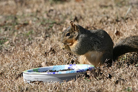 squirrel, backyard, eating, animal wildlife, animal, animal themes, rodent, mammal, one animal, animals in the wild, land, vertebrate, nature, day, no people, field, food, food and drink, grass, close-up, feeding, profile view, 4K, CC0, public domain, royalty free