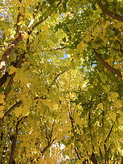 plantă, frunze, arțar, copac, soare, natură, galben, lumina soarelui, frunză de arțar, trunchi de copac, mesteacăn, vene, ușoară, mușchi, mărire, stejar, gudron, lemn rosu, asfalt, ramură, parte a plantelor, frumusețe în natură, vedere unghiulară joasă, nici o persoana, creştere, Culoarea verde, zi, liniște, fundaluri, în aer liber, cadru complet, cer, prospeţime, copac copac, imediat mai jos, 2K, CC0, domeniu public, fără drepturi de autor