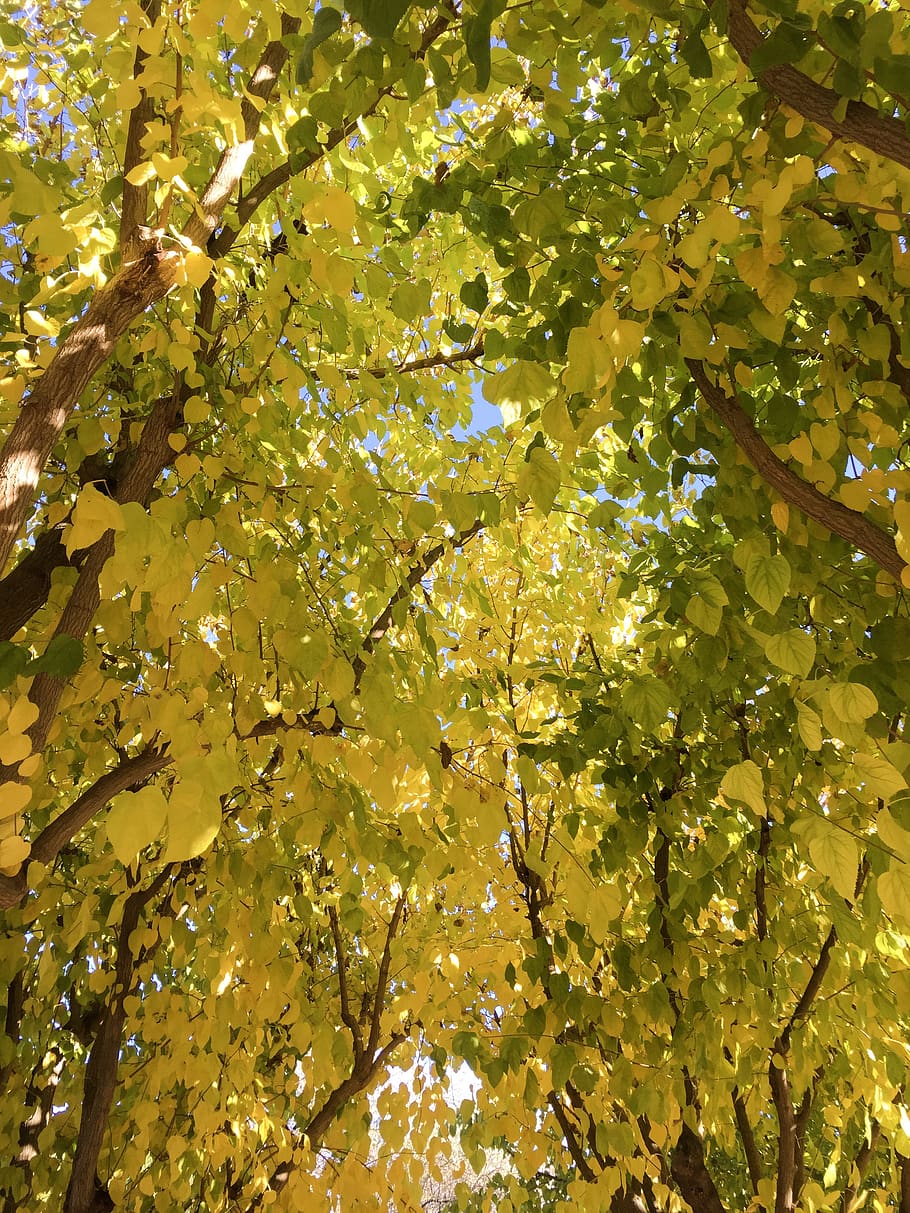 plantă, frunze, arțar, copac, soare, natură, galben, lumina soarelui, frunză de arțar, trunchi de copac, mesteacăn, vene, ușoară, mușchi, mărire, stejar, gudron, lemn rosu, asfalt, ramură, parte a plantelor, frumusețe în natură, vedere unghiulară joasă, nici o persoana, creştere, Culoarea verde, zi, liniște, fundaluri, în aer liber, cadru complet, cer, prospeţime, copac copac, imediat mai jos, 2K
