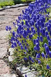 Svezia, Åstorp, blu, sentiero, estate, fiori, giardino, letto di fiori, pianta fiorita, fiore, viola, pianta, vulnerabilità, avvicinamento, crescita, natura, fragilità, bellezza nella natura, freschezza, giorno, messa a fuoco selettiva, nessuno, campo, infiorescenza, petalo, terra, testa di fiore, lavanda, croco, 2K, CC0, dominio pubblico, privo di copyright