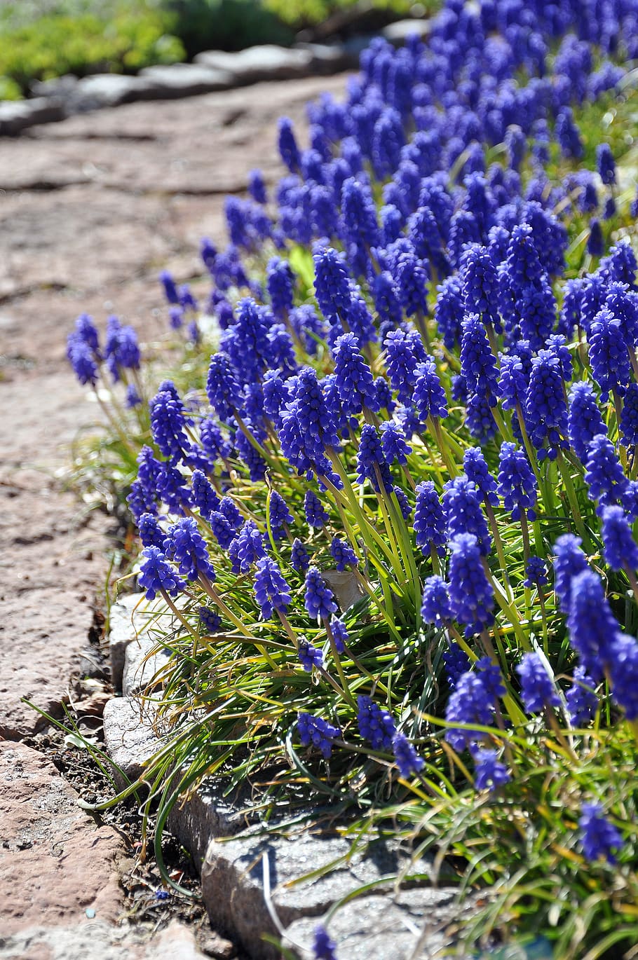 suècia, åstorp, blau, Camí, estiu, flors, jardí, llit de flors, planta amb flors, flor, porpra, planta, vulnerabilitat, primer pla, creixement, naturalesa, fragilitat, bellesa a la natura, frescor, dia, enfocament selectiu, cap gent, camp, inflorescència, pètal, terra, cap de flor, espígol, safrà, 2K
