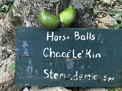 regnskog, Belize, tre, tekst, vestlig skript, kommunikasjon, mat, spise sunt, mat og Drikke, frukt, informasjon, ingen folk, dag, velvære, informasjonsskilt, grønn farge, stor bokstav, borde, skilt, eple - frukt, friskhet, tavle, nærbilde, utendørs, budskap, 4K, CC0, offentlig domene, opphavsrett gratis