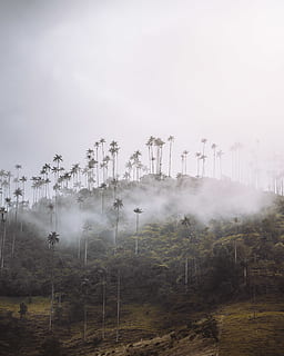 bosque verde, naturaleza, clima, al aire libre, niebla, púrpura, contaminación, toro, mamífero, animal, gris, desierto, montaña, manada, pretil, barandilla, monitor, pantalla LCD, electrónica, cuestiones ambientales, ambiente, humo - estructura fisica, cielo, árbol, planta, nadie, industria, pila de humo, tierra, día, la contaminación del aire, belleza en la naturaleza, emitiendo, generación de combustible y energía, fábrica, paisaje, vapores, niebla tóxica, 4K, CC0, dominio público, libre de derechos
