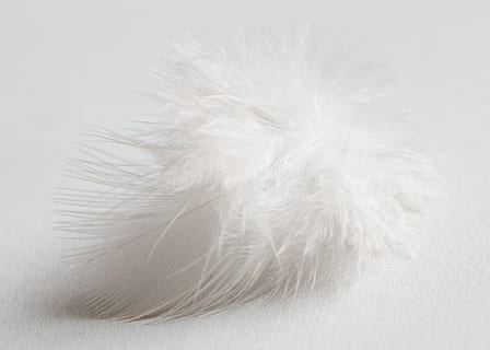plume, blanc, doux, prise de vue en studio, douceur, couleur blanche, personne, gris, à l'intérieur, fermer, duveteux, fond blanc, poids léger, vulnérabilité, fragilité, animal, fond gris, arrière-plans, Poils d'animaux, objet unique, texturé, ange, abstrait, mise au point douce, pureté, vaporeux, 4K, CC0, domaine public, libre de droits