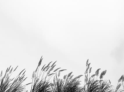 camp de blat, planta, herba, gespa, canya, agropyron, a l'aire lliure, parc, pal, arbre, salze, silueta, garza, animal, aus aquàtiques, ardeidae, ocell, tovallola, textura, kiwi, cel, creixement, vista d’angle baix, naturalesa, bellesa a la natura, dia, còpia espai, cap gent, tranquil·litat, cel clar, escenics - natura, escena tranquil·la, primer pla, terra, secció alta, 4K, CC0, domini públic, lliure de regalies