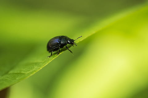 black beetle, insect, invertebrate, animal, québec, canada, dung beetle, green, leaf, honey bee, bee, wildlife, summer, nature, tiny, wild, day, woods, creature, bug, macro, animal wildlife, animal themes, animals in the wild, one animal, plant part, green color, close-up, plant, no people, selective focus, zoology, black color, outdoors, focus on foreground, 5K, CC0, public domain, royalty free