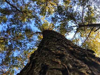 fyrretræ, træ, natur, pa, landskabet, udendørs, pinjeskov, plante, træstamme, bagagerum, lav vinkel visning, himmel, vækst, ingen mennesker, bark, ro, afdeling, dag, tekstureret, skønhed i naturen, direkte under, ru, plantebark, høj - høj, træ baldakin, 4K, CC0, offentligt domæne, royaltyfrie