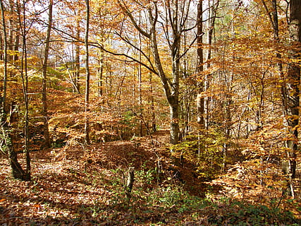 arborele frunze maroniu, copac, plantă, pădure, toamnă, teren, liniște, natură, Schimbare, creştere, nici o persoana, zi, frumusețe în natură, scenă non-urbană, scenice - natura, o scenă liniștită, trunchi de copac, trompă, în aer liber, peisaj, traseu, cădea, 2K, CC0, domeniu public, fără drepturi de autor