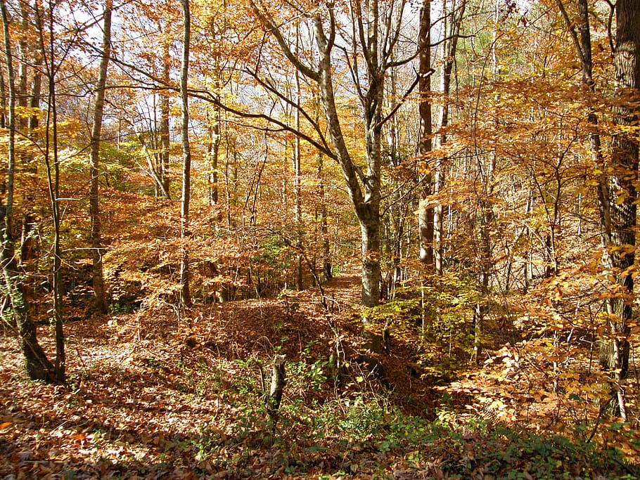 braunblättriger Baum, Baum, Pflanze, Wald, Herbst, Land, Ruhe, Natur, Veränderung, Wachstum, keine Leute, Tag, Schönheit in der Natur, Nicht-städtische Szene, Szenen - Natur, ruhige Szene, Baumstamm, Kofferraum, draußen, Landschaft, Weg, fallen, 2K