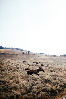 cattle on field, animal themes, animal, group of animals, environment, mammal, landscape, animal wildlife, sky, livestock, copy space, animals in the wild, nature, day, plant, no people, domestic animals, land, grass, field, clear sky, herd, outdoors, herbivorous, prairie, 5K, CC0, public domain, royalty free