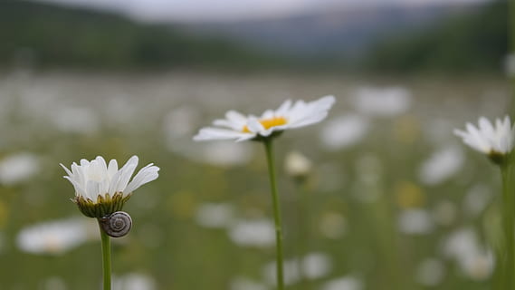 daisy, makro, Mark, forår, natur, blomstrende plante, blomst, skrøbelighed, sårbarhed, plante, friskhed, vækst, skønhed i naturen, tæt på, hvid farve, kronblad, fokus på forgrunden, blomsterhoved, blomsterstand, plantestamme, ingen mennesker, dag, botanik, udendørs, pollen, 5K, CC0, offentligt domæne, royaltyfrie