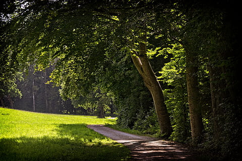camí forestal, llum, ombra, bosc, naturalesa, humor, lluny, atmosfera, raig de sol, il·luminació, ruta, oci, vacances, planta, arbre, color verd, creixement, direcció, el camí a seguir, llum solar, tranquil·litat, herba, carretera, terra, bellesa a la natura, escena tranquil·la, cap gent, tronc, tronc de l'arbre, dia, sendera, a l'aire lliure, 5K, CC0, domini públic, lliure de regalies