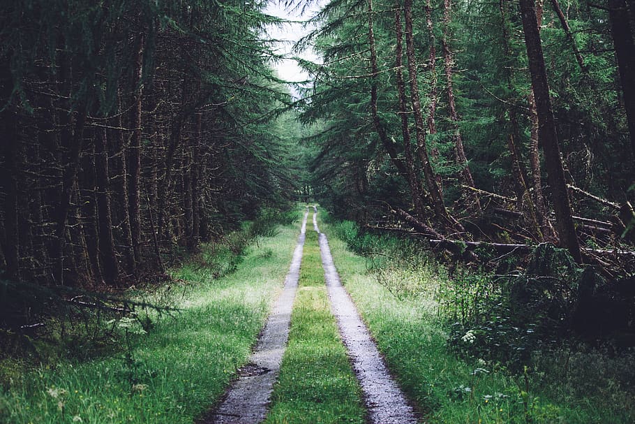 droga trawiasta, las drzewo, roślina, drzewo, droga naprzód, kierunek, las, wylądować, wzrost, spokój, chodnik, zielony kolor, Natura, żadnych ludzi, malejąca perspektywa, spokojna scena, bagażnik samochodowy, piękno natury, pnia drzewa, dzień, lesisty teren, scena pozamiejska, na dworze, szlak, bambus - roślina, 5K